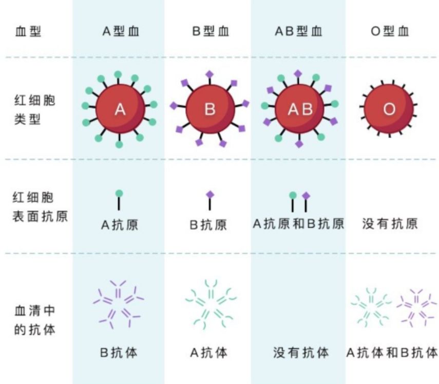 血型和输血原则汇编