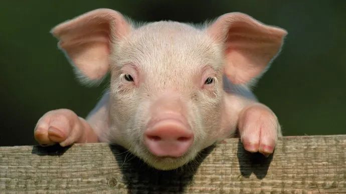 小分享
:属猪2023年运势及运程，2023年属猪人的全年每月运势分析！