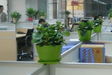 每周推荐
:办公室风水植物禁忌？办公室风水植物怎么摆放好？