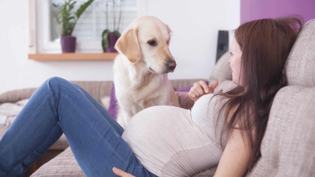业界良心
:狗狗知道怀孕是怎么回事吗？主人怀孕了，狗狗会有什么反应？