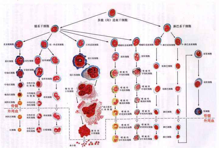 干货分享
:p型血是什么血型?在哪出现过?