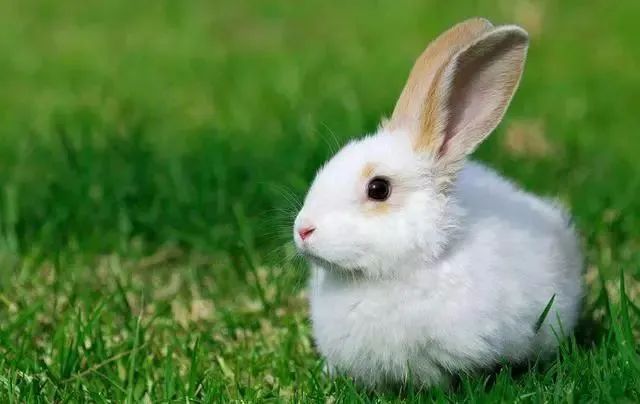 直击要害
:属兔人：属兔的克星 属兔和什么属相不合