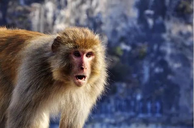 脑洞大开
:属猴人：1980属猴女的一生的命运 感情运势比较好