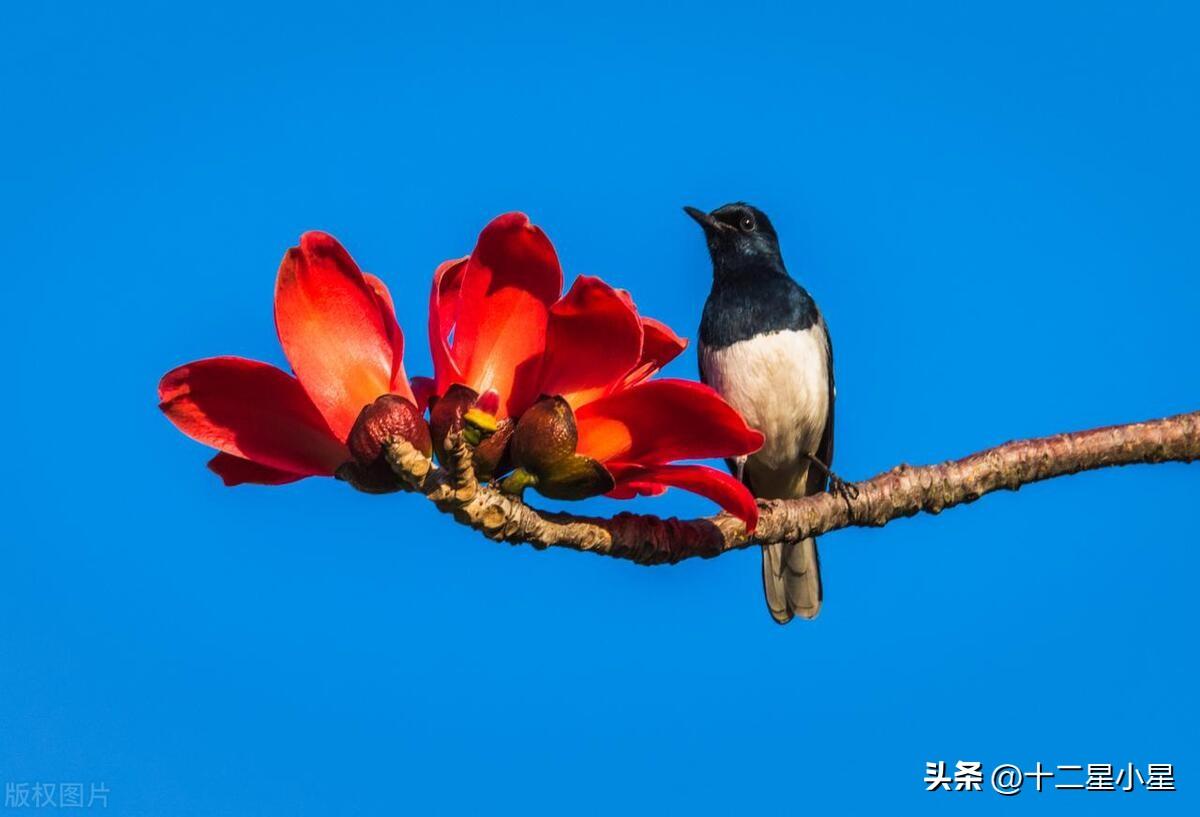 巨蟹座:明早喜鹊报喜,您孩子犹如神助 前程似锦,一飞冲天 鹏程万里