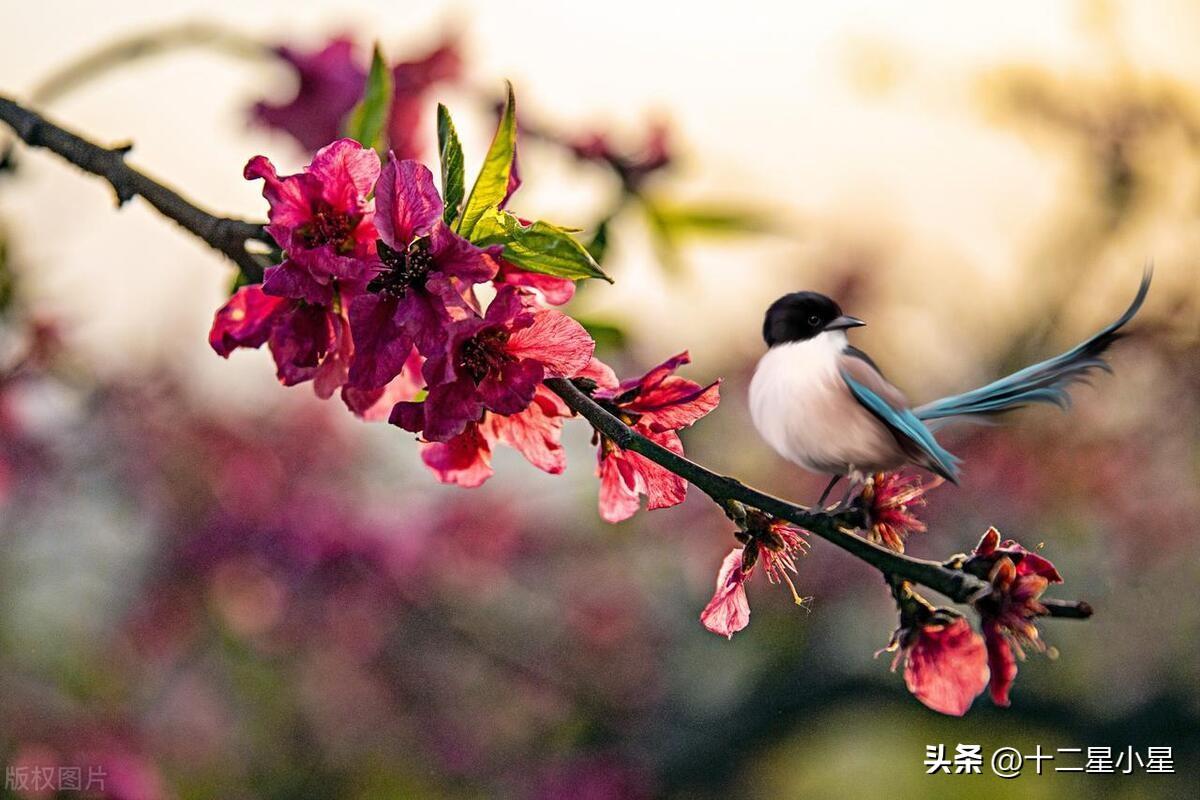 巨蟹座:明早喜鹊报喜,您孩子犹如神助 前程似锦,一飞冲天 鹏程万里