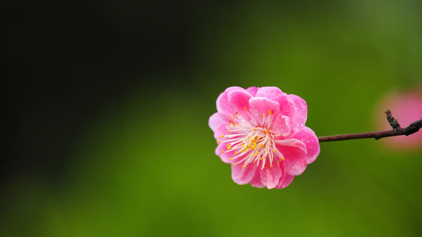 27种桃花运旺的手相