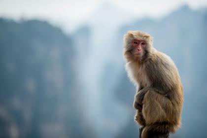 新
:属猴人在腊八节出生好吗，属猴人腊八出生的性格和命运解析