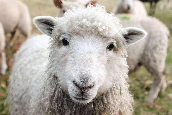 吐血推荐
:2003年属羊的是什么命 2003年属羊的属于什么命