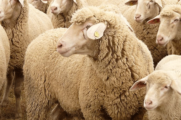 吐血推荐
:2003年属羊的是什么命 2003年属羊的属于什么命