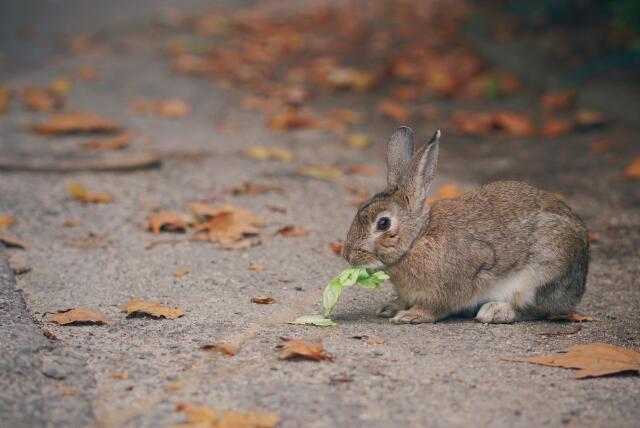 生肖兔的一生运势预测 生肖兔的一生总运势