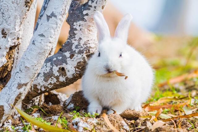 生肖兔的一生运势预测 生肖兔的一生总运势