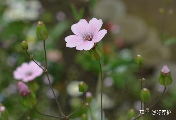 秘决
:大发现：在野外看见这些植物，地下有宝藏！