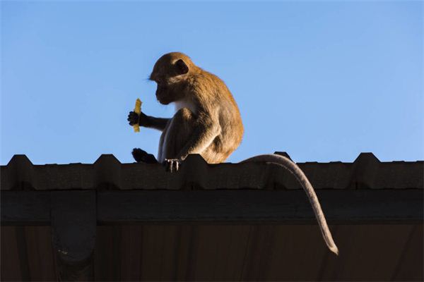 牛叉叉
:为什么民间说属猴的不好，属猴人为什么不受欢迎