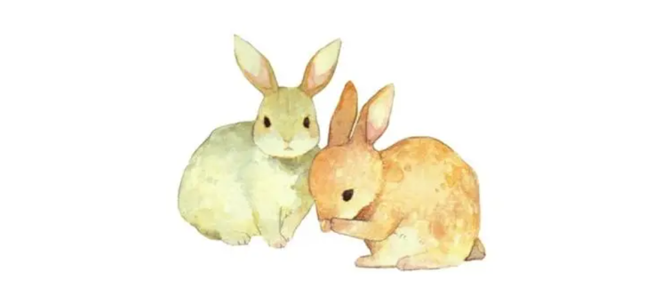 属兔和属猪的合不合？兔和猪在一起怎么样？