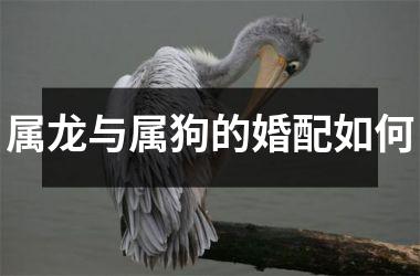 事实
:2、年属龙的人与94年属狗婚配:年属龙的人与94年属狗婚配