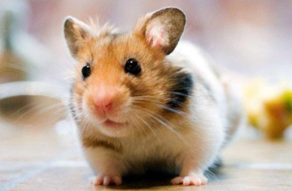 幕后的故事
:生肖鼠：12个月份12种命，这几月出生的鼠鼠，天生上等命有大出息