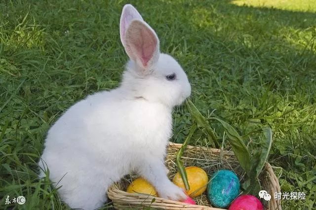 新的体会
:老人说：属兔的人出生在这几月，命好，生来就是“帝皇命”！