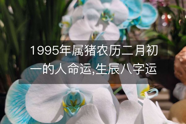 1995年属猪农历二月初一的人命运,生辰八字运势详解