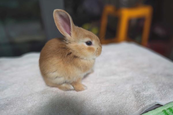 学习日志
:兔和龙属相冲吗 兔和龙属相是否可以婚配吗