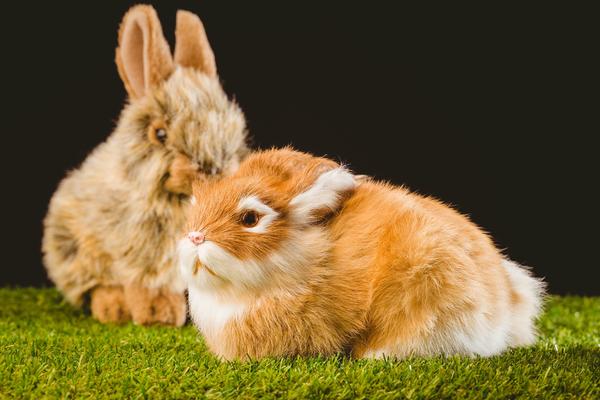 学习日志
:兔和龙属相冲吗 兔和龙属相是否可以婚配吗